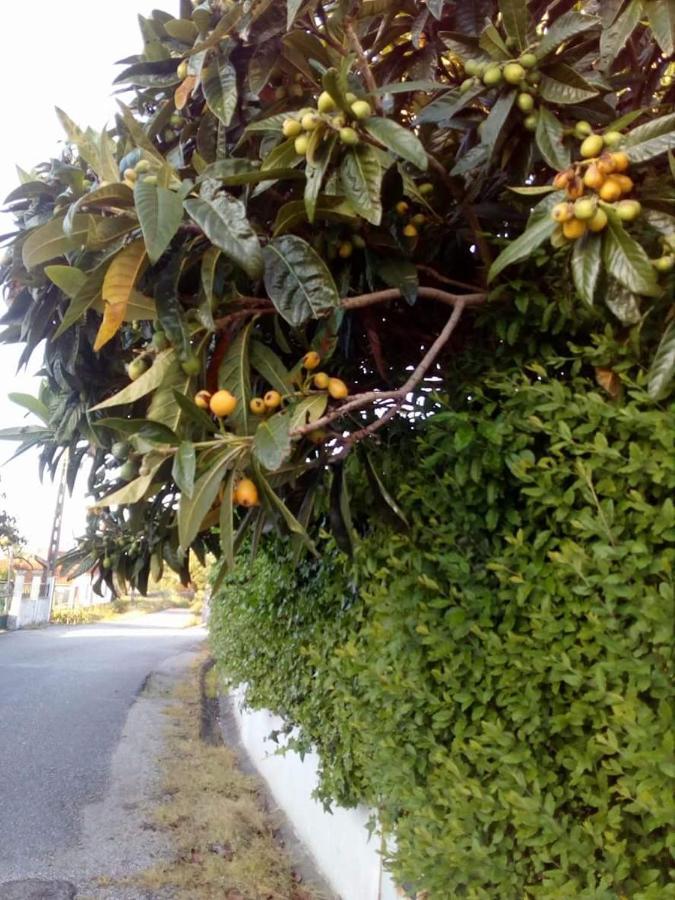 Casa Da Nespereira- Lugar Acolhedor Rodeado De Natureza Homestay Soure